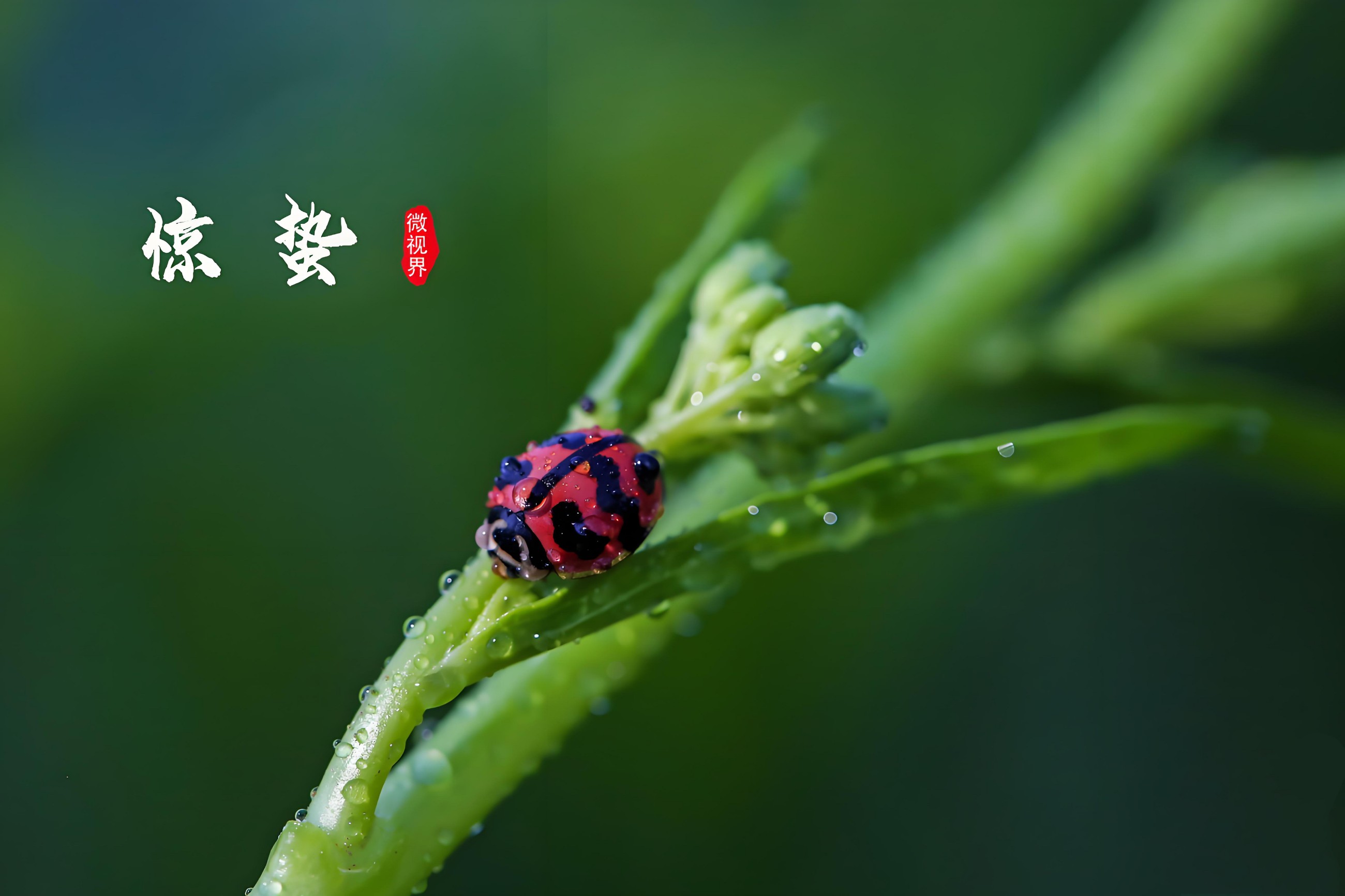 驚蟄春雷動，亳藥千草護安康｜順應天時調身心，解鎖春日養生密碼